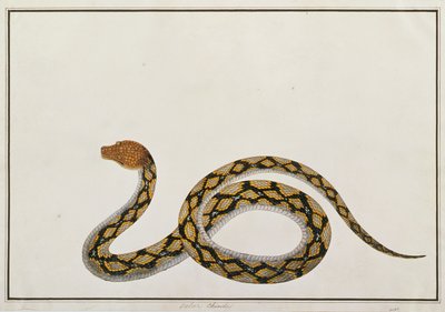 Oolur Chinde, aus Zeichnungen von Tieren, Insekten und Reptilien aus Malakka, ca. 1805-18 von Chinese School